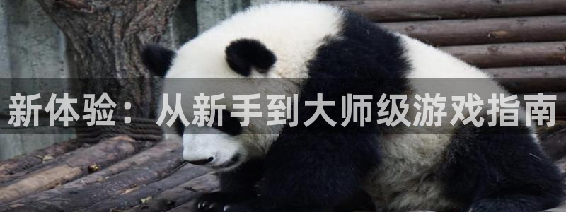 蓝冠娱乐4开户：新体验：从新手到大师级游戏指南