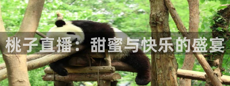 广西小九今天视频播放：桃子直播：甜蜜与快乐的盛宴